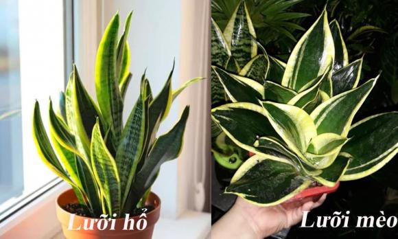 trang trí ban công theo phong thủy