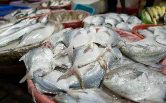 những loại cá không nên mua, cá nhiều ký sinh trùng, những loại cá ảnh hưởng sức khỏe