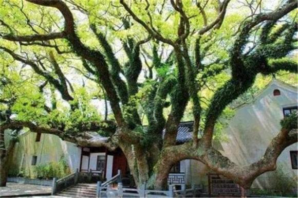 cây trăn Phổ Đà, cây hiếm