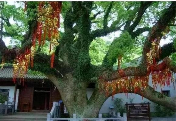 cây trăn Phổ Đà, cây hiếm