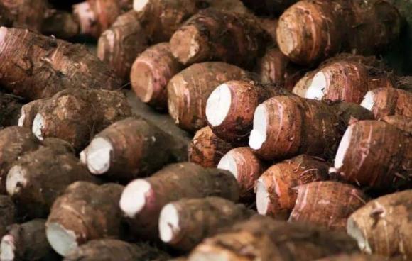 khoai môn, chọn khoai môn, khoai môn nấu lẩu, canh khoai môn, món ngon 