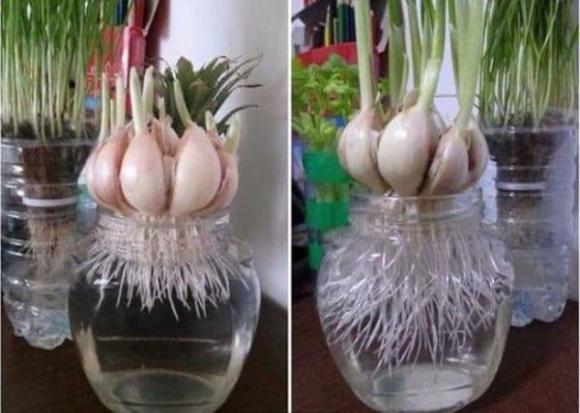trồng tỏi thủy canh