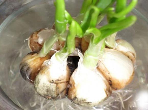 trồng tỏi thủy canh