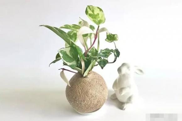 phong thủy nhà ở, phong thủy nhà, trồng cây trong nhà