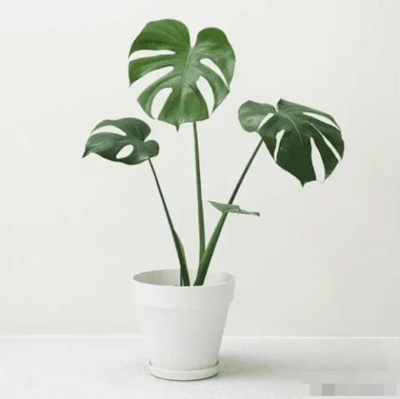 phong thủy nhà ở, phong thủy nhà, trồng cây trong nhà