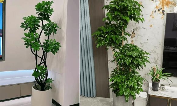 cây trầu không, trồng cây trầu không, trồng cây trước nhà, trồng cây, kiến thức 