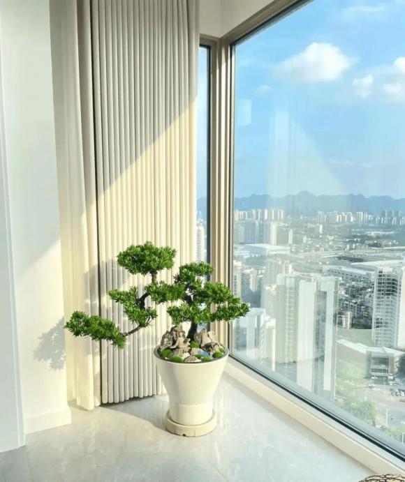 trồng cây, trồng hoa, trồng cây trong nhà
