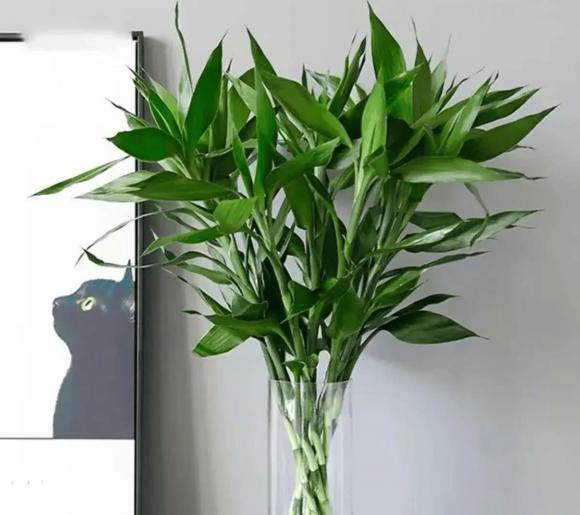 trồng cây, trồng hoa, trồng cây trong nhà