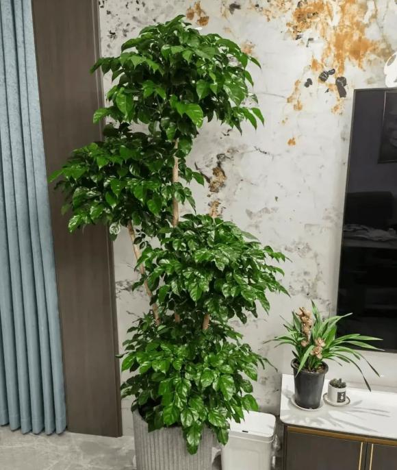 trồng cây, trồng hoa, trồng cây trong nhà