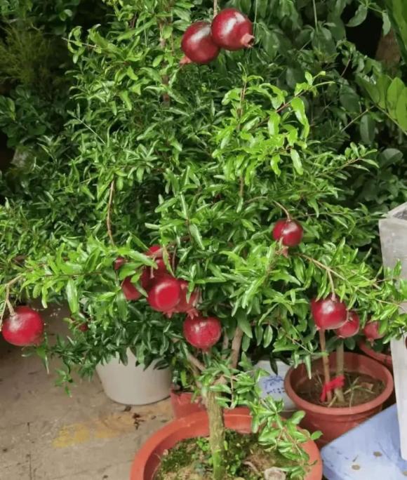 trồng cây, trồng hoa, trồng cây trong nhà
