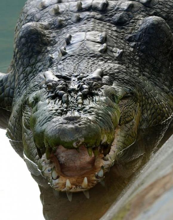Con cá sấu lớn nhất thế giới, cá sấu Lolong