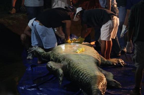 Con cá sấu lớn nhất thế giới, cá sấu Lolong
