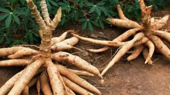 sắn, củ sắn, chất độc