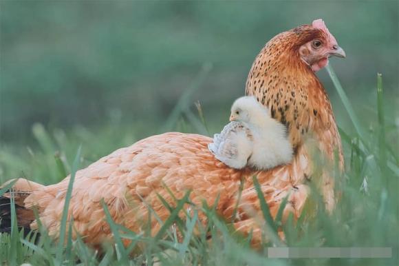 gà mái, gà trống, gà đẻ trứng