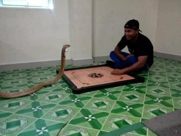 Kết hôn với rắn, kỳ lạ