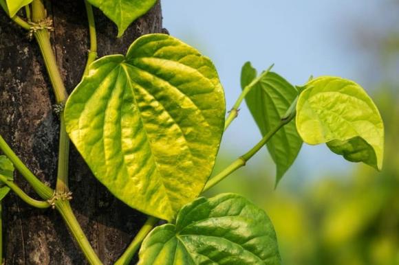 cây trầu không, trồng cây trầu không, trồng cây trước nhà, trồng cây, kiến thức 