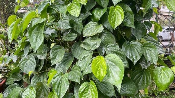 cây trầu không, trồng cây trầu không, trồng cây trước nhà, trồng cây, kiến thức 