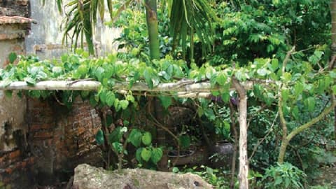 cây trầu không, trồng cây trầu không, trồng cây trước nhà, trồng cây, kiến thức 