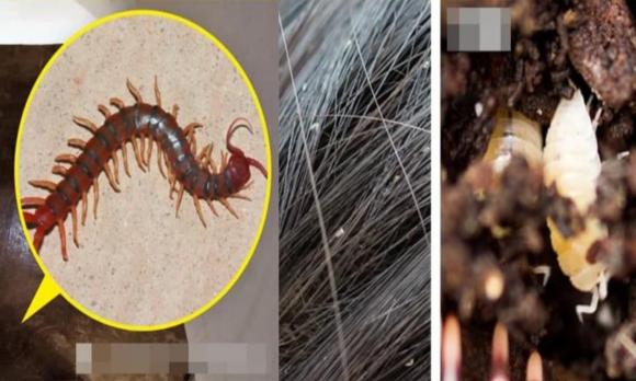 vật phẩm hút lộc