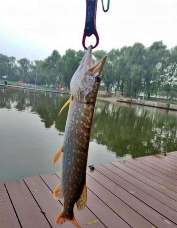 Chó điên dưới nước, loài cá hung dữ, sông Hoàng Hà,  cá chó