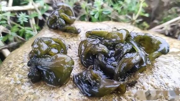 nấm, nấm đất, nấm sấm xét