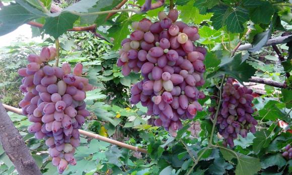 cây vối, nụ hoa vối