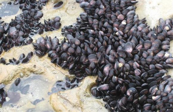 vẹm xanh, xâm lấn biển