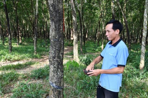 trồng cây, cây đẻ ra vàng, đẻ ra vàng trắng, trồng cây cao su, kiến thức 