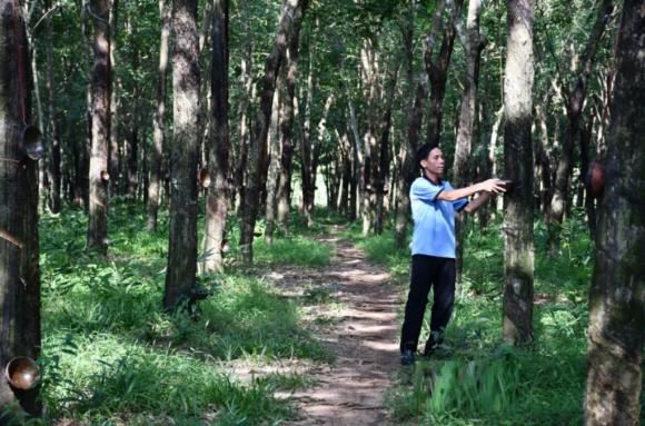 trồng cây, cây đẻ ra vàng, đẻ ra vàng trắng, trồng cây cao su, kiến thức 