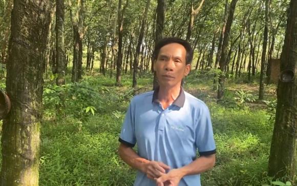 trồng cây, cây đẻ ra vàng, đẻ ra vàng trắng, trồng cây cao su, kiến thức 