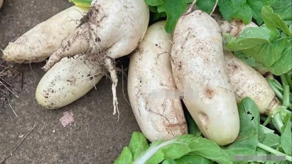 5 loại củ cải này dù rẻ đến đâu cũng đừng mua, Củ cải lá úa vàng, Củ cải vỏ có đốm đen, Củ cải cầm lên thấy nhẹ, Củ cải bị nứt