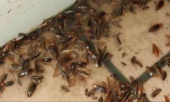 cách loại bỏ gián, cách đuổi gián hiệu quả, thuốc diệt gián