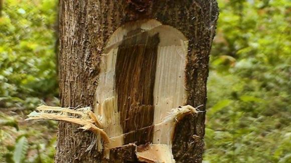  gỗ đắt nhất thế giới, gỗ quý