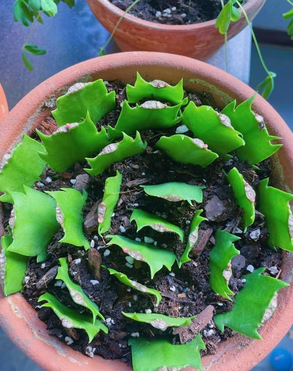 trồng cây, trồng hoa, giâm cành, cắt và giâm canh·