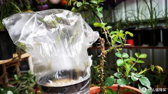 trồng cây, trồng hoa, giâm cành, cắt và giâm canh·