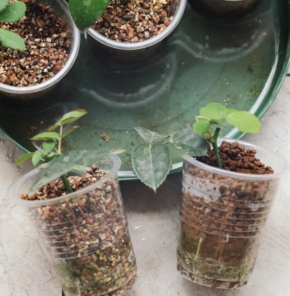 trồng cây, trồng hoa, giâm cành, cắt và giâm canh·