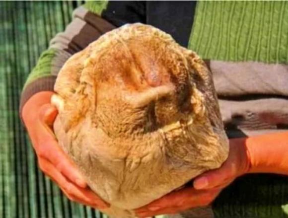 Linh chi Thái Tuế, loài nấm kéo dài tuổi thọ