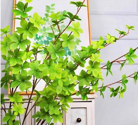 Cành lá nào có giá đắt nhất Việt Nam, thạch nam Nhật Bản