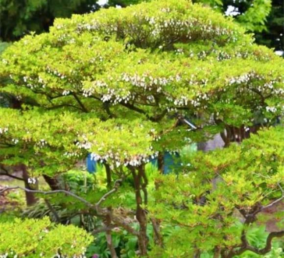 Cành lá nào có giá đắt nhất Việt Nam, thạch nam Nhật Bản