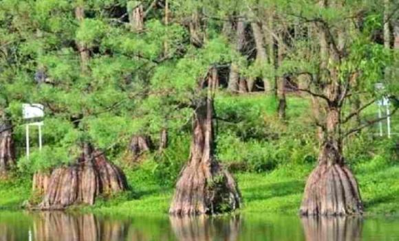 Thủy tùng, loại gỗ quý vô sinh, loại gỗ chữa khỏi bệnh ung thư