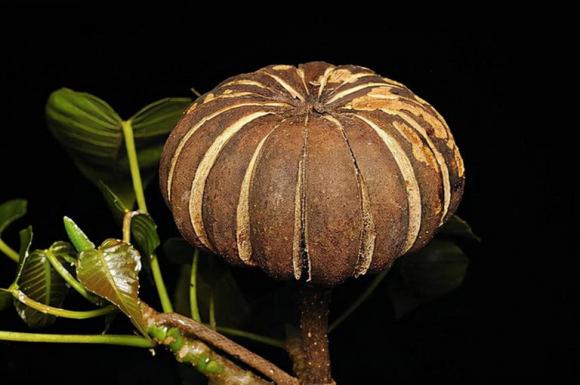cây độc, cây lạ, cây hộp cát