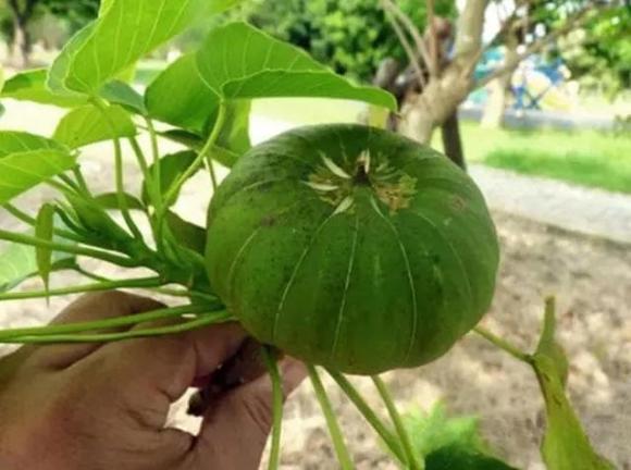 cây độc, cây lạ, cây hộp cát