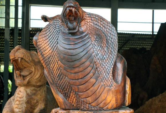 gốc cây, gỗ, gỗ quý 