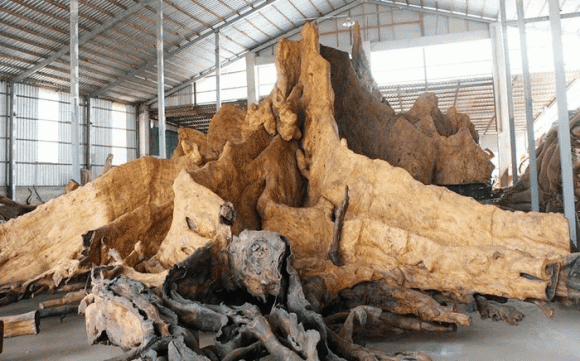 gốc cây, gỗ, gỗ quý 