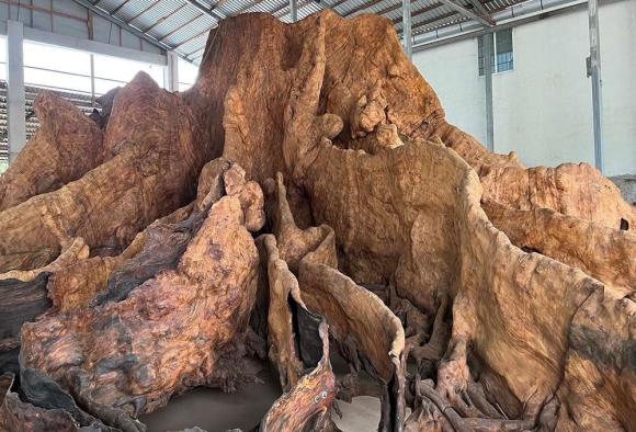 gốc cây, gỗ, gỗ quý 