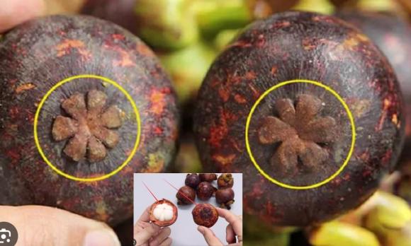 chọn bơ, cách chọn bơ, kiến thức 