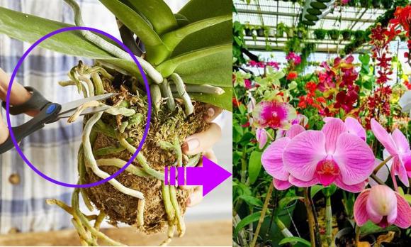 cách phân biệt hoa lan hồ điệp, lan hồ điệp, cách nhận biết lan hồ điệp Trung Quốc