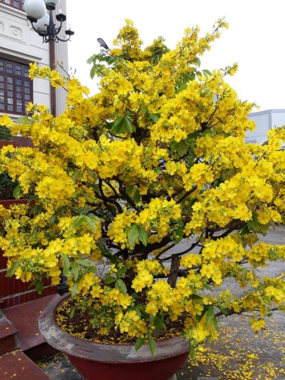 cây cảnh, trồng cây cảnh, kiến thức