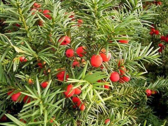 cây cảnh, trồng cây cảnh, kiến thức