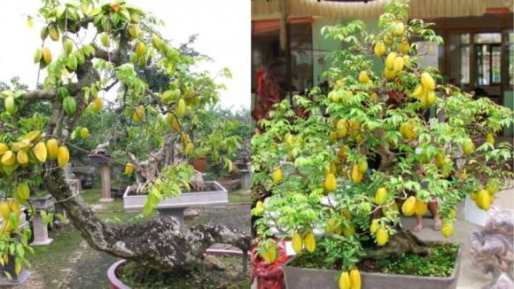 Cây phong thuỷ 2025